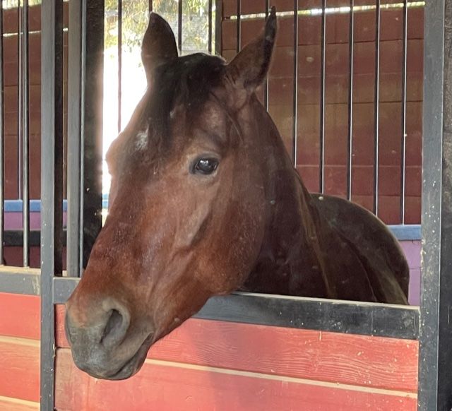Customer photo review of Personalized Horse portrait