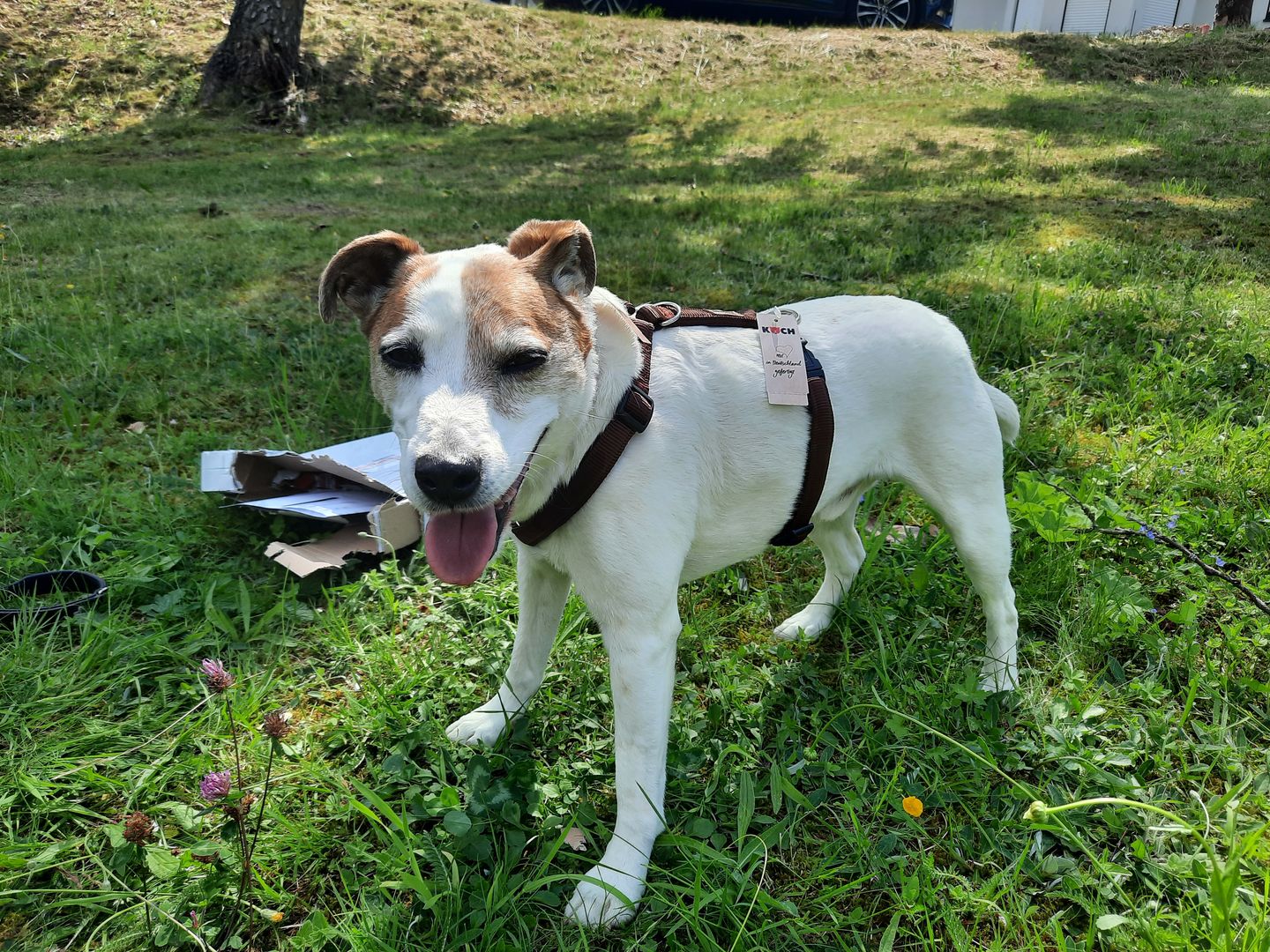 Customer photo review of PREMIUM Hundegeschirr gepolstert
