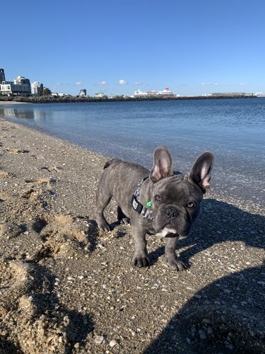 Customer photo review of DF Co. Grey Camo Dog Harness