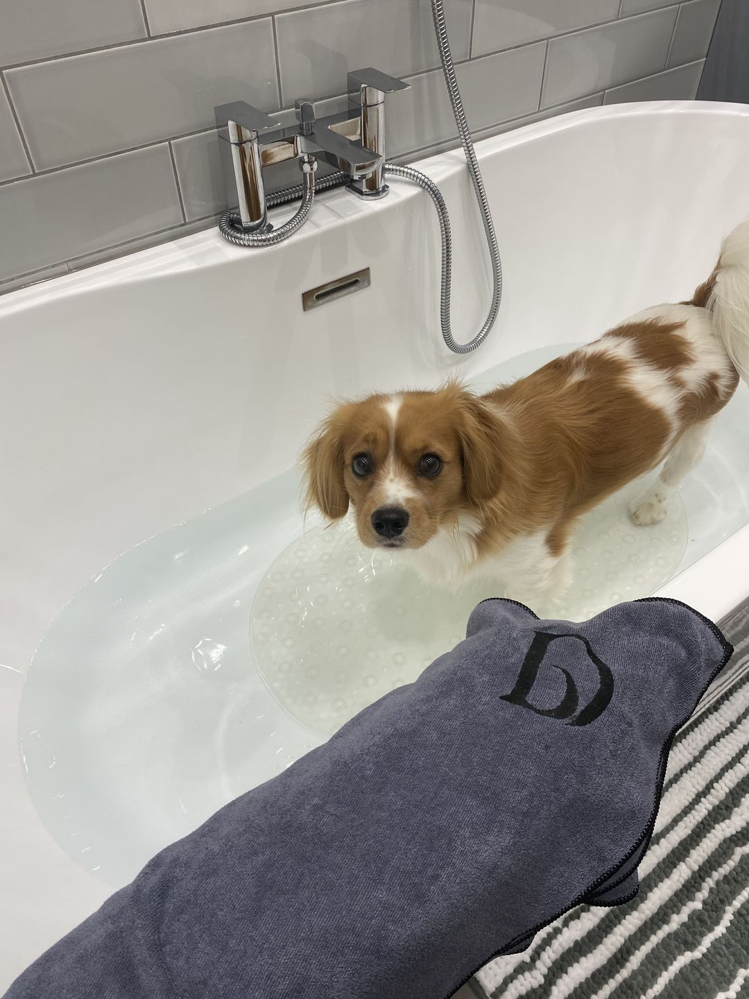 Customer photo review of Luxury Dog Towel