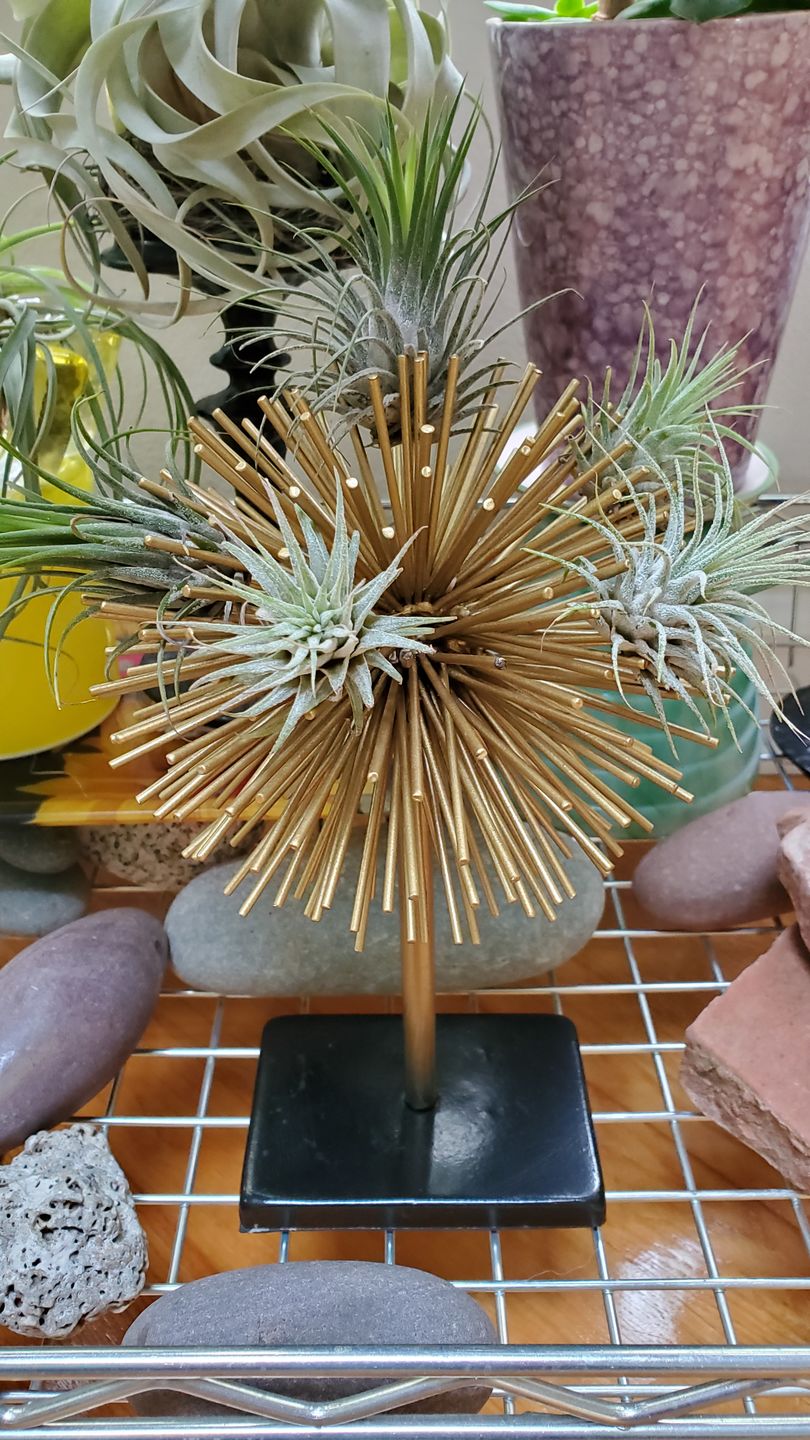 Customer photo review of B Quality Ionantha Variety 3 Pack  ($0.75 Per Plant)