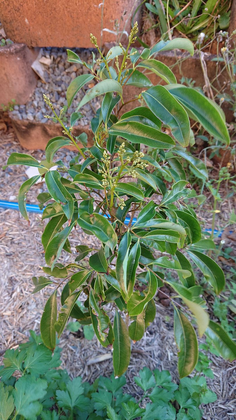Customer photo review of Semi Dwarf Lychee - Kwai Mai Pink