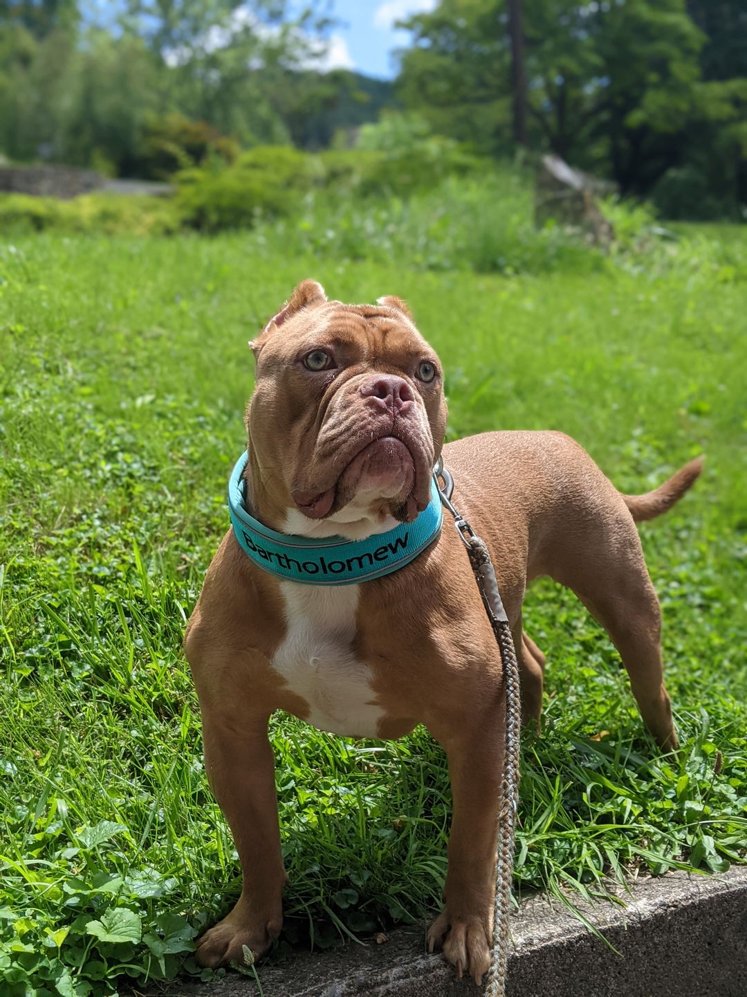 Customer photo review of 5cm RR Collar | Soft Padded & Reflective | Series 2 - Turquoise