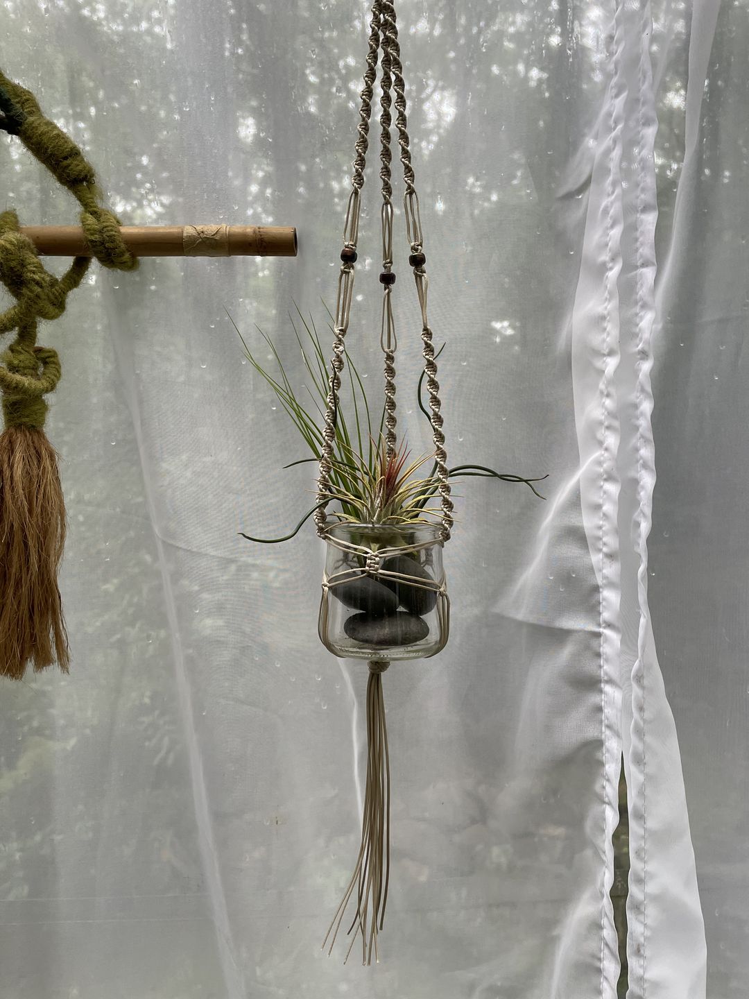 Customer photo review of *6 Pack* Premium Air Plants Mix  *Cannot Be Shipped Internationally*