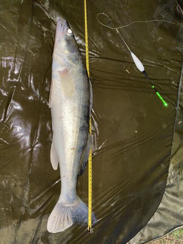 Customer photo review of 20g Smart Fishing Float