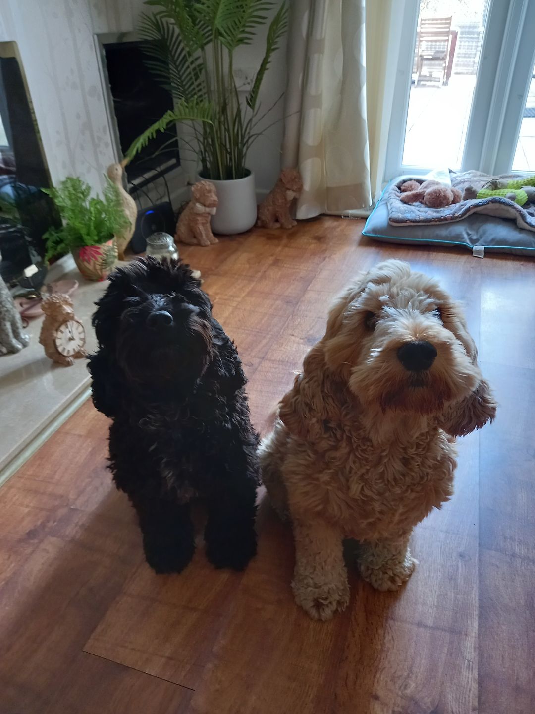 Customer photo review of Dog Skin Rescue Bundle Pack