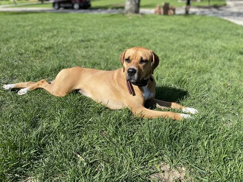 Customer photo review of Create A Custom Dog Pillow