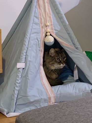 Customer photo review of Teepee Pet Tent with Cushion Pet Bed