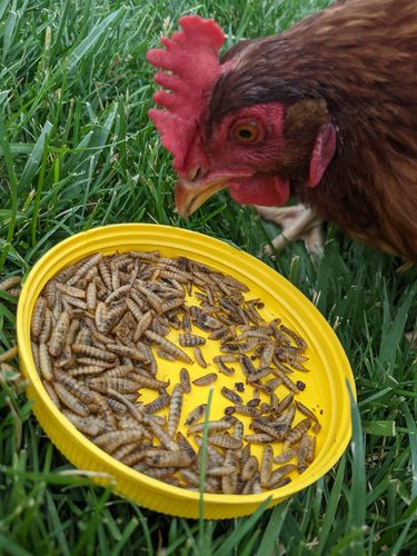 Customer photo review of GrubTerra Dried Larvae