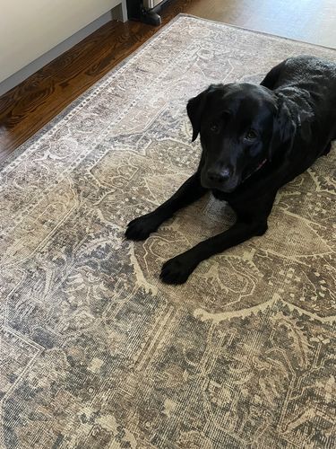 Customer photo review of Distressed Vintage Kendra Ash Area Rug