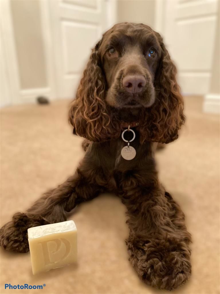 Customer photo review of Natural Neem Oil Shampoo Bar for Dogs