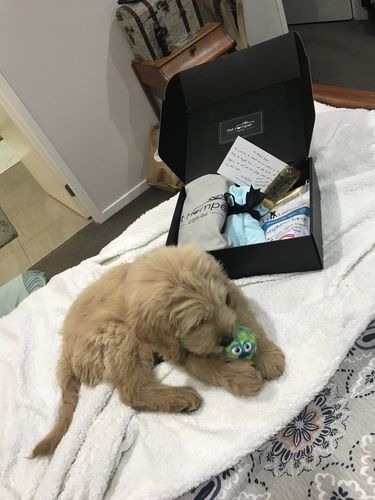Customer photo review of They call it Puppy love Hamper