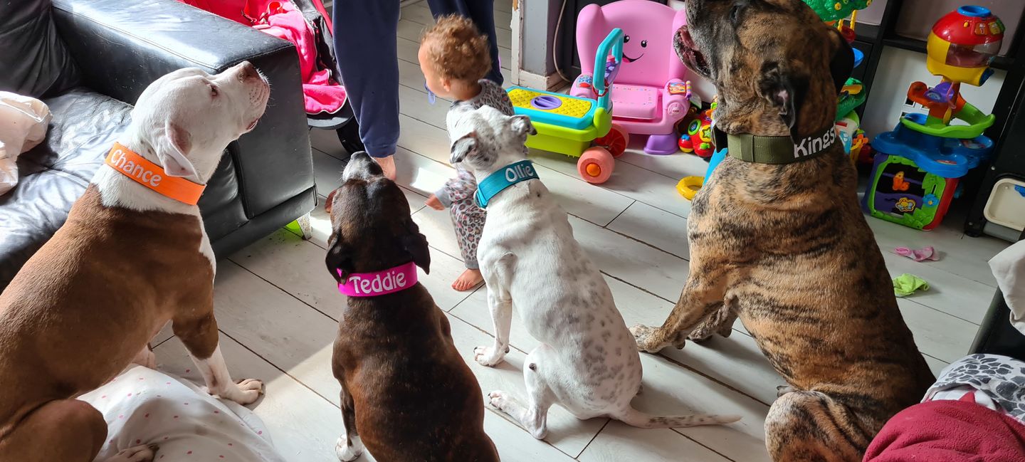 Customer photo review of 5cm Nylon Dog Collar - Khaki v2.0