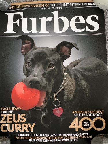 Customer photo review of Posing Pig Custom Print