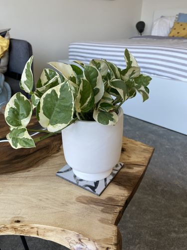 Customer photo review of Gloria