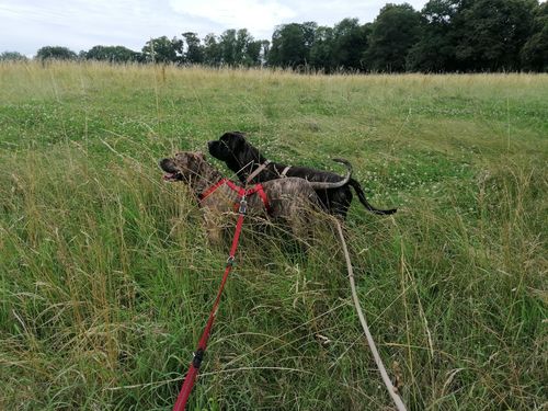 Customer photo review of G-ADVENTURE Hundeleine 3 Meter verstellbar | Leder & gepolstertem Nylon