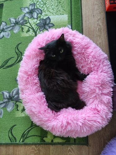 Customer photo review of Comfy Anti-Anxiety Calming Dog & Cat Donut Bed