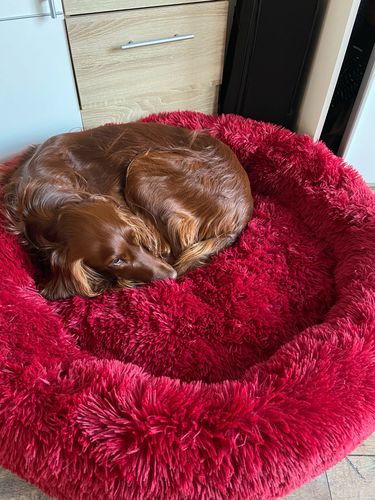 Customer photo review of Comfy Anti-Anxiety Calming Dog & Cat Donut Bed