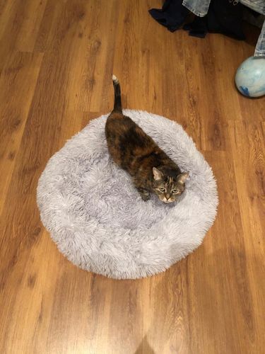 Customer photo review of Comfy Anti-Anxiety Calming Dog & Cat Donut Bed