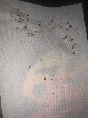 Customer photo review of Bee Gone Wax Ear Cleaner