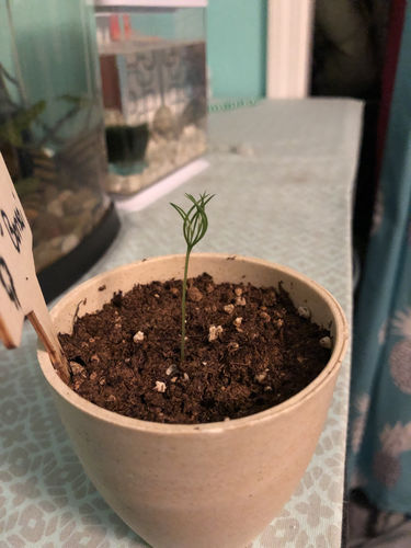 Customer photo review of Bonsai Tree Grow Kit