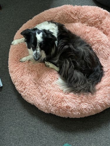 Customer photo review of Calming Dog Bed™ Australia with Removable Cover