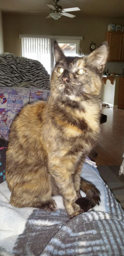 Customer photo review of Tuna & Salmon Recipe Flaked Dinner In Broth Adult Cat Food, 2.8-oz, Case of 12