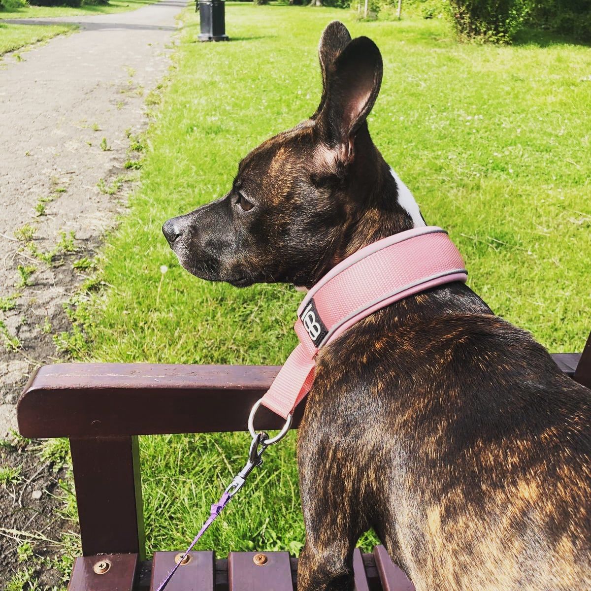 Customer photo review of 4cm Slip on Collar | Soft Padded & Reflective - Pink v2.0