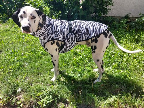 Customer photo review of Cool & Bug Vest - Repeltec for dogs