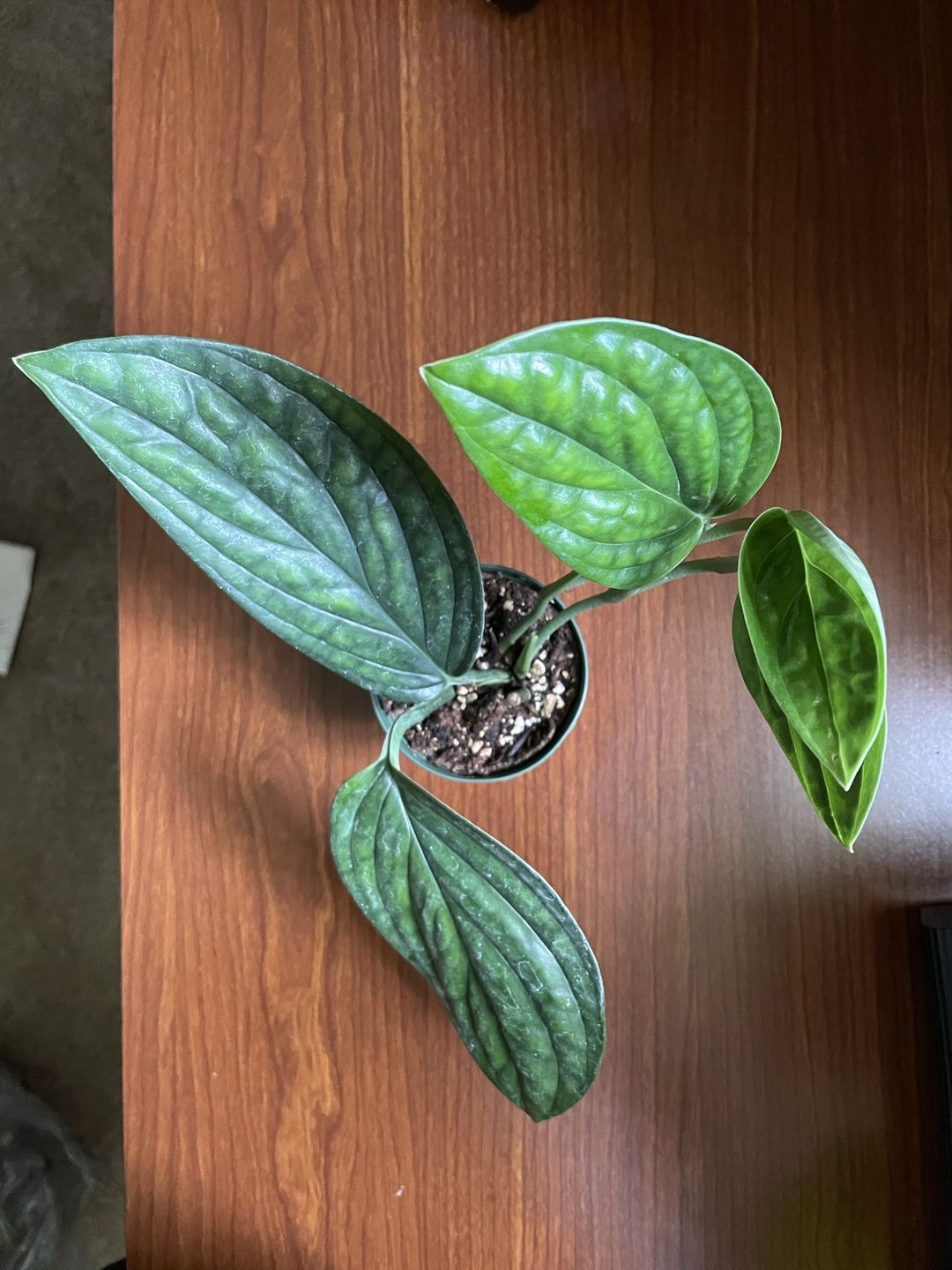 Customer photo review of 3" Monstera Peru