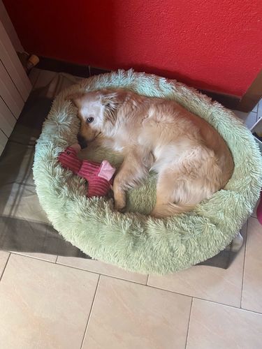 Customer photo review of Comfy Anti-Anxiety Calming Dog & Cat Donut Bed