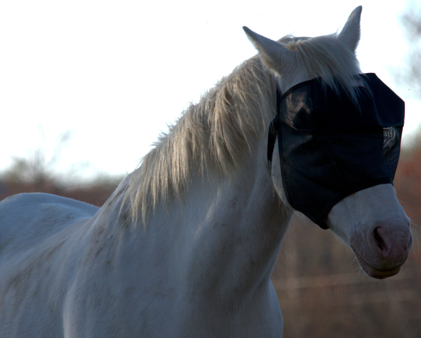 Customer photo review of BUNDLE - EquiVizor Clip and Fasteners