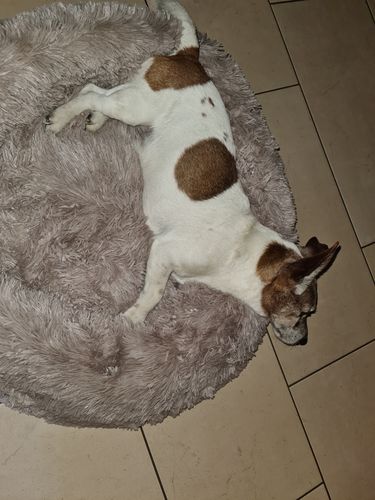 Customer photo review of Puppery Kuschelbett - Das Original