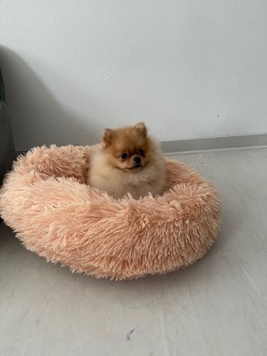 Customer photo review of Comfy Anti-Anxiety Calming Dog & Cat Donut Bed