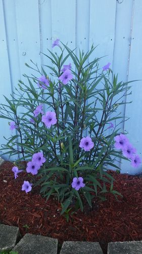 Customer photo review of Purple Showers