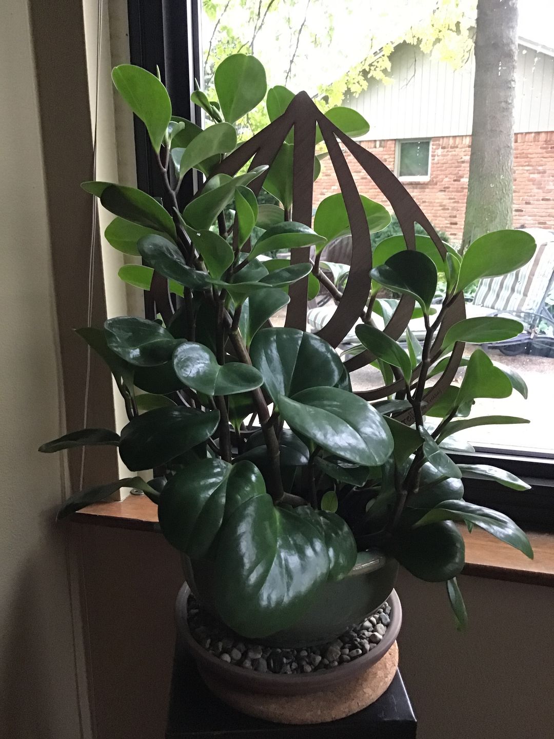 Customer photo review of Peptrella - Plant trellis inspired by watermelon peperomia