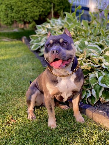 Customer photo review of Cuban Link 20mm Dog Gold Chain Collar