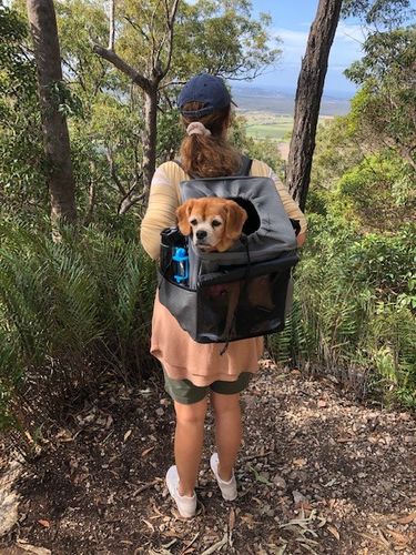 Customer photo review of All In One Pet Carrier Bag | Dog Bike Basket | Backpack for Dogs & Cats | Car Booster Seat