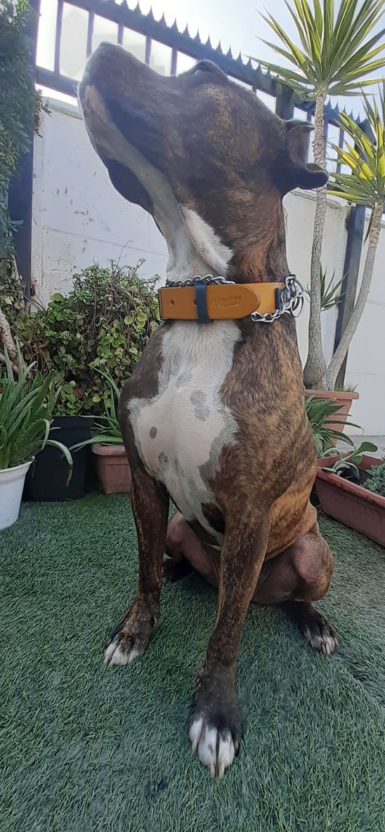 Customer photo review of Collar Duke Amarillo/Jeans