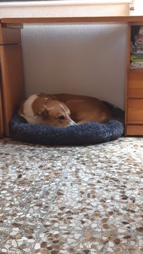 Customer photo review of Anti-Anxiety Square Calming Dog Bed