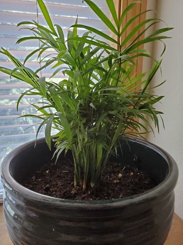 Customer photo review of Palmer