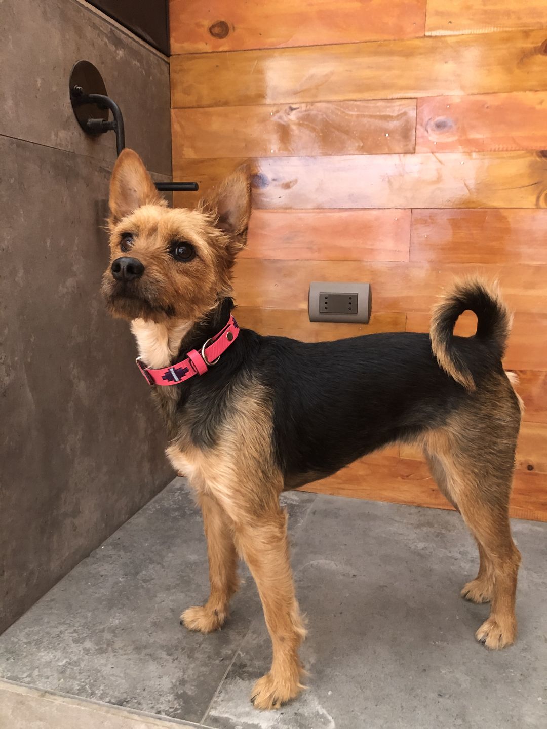 Customer photo review of Collar Toby Jeans/Jeans B27