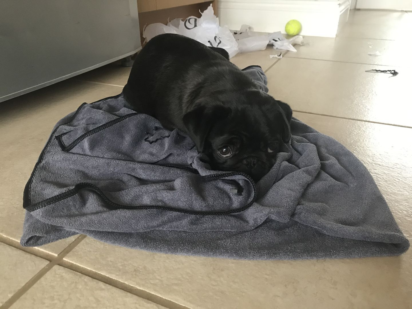Customer photo review of Luxury Dog Towel