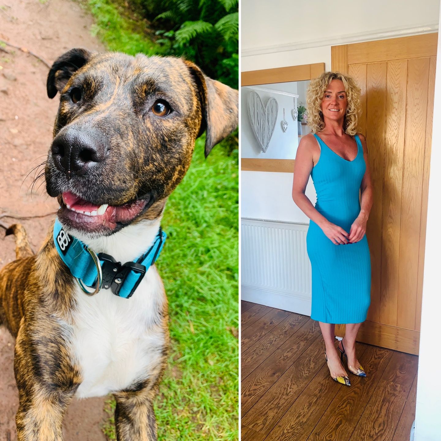 Customer photo review of 5cm Combat® Collar | Rated Clip - NO HANDLE - Light Blue v2.0