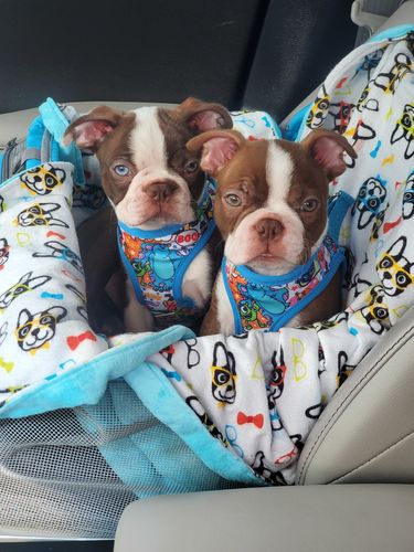 Customer photo review of Monsters dog harness