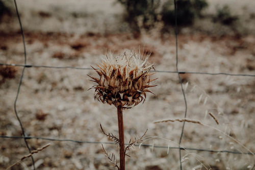 Customer photo review of BOHO CHIC LIGHTROOM PRESETS