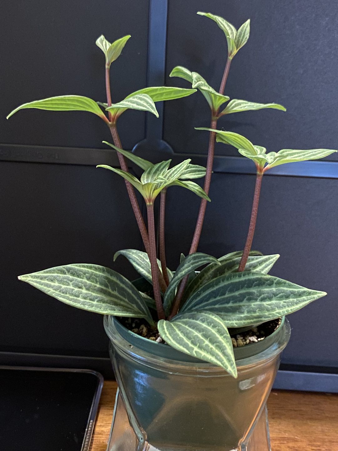 Customer photo review of 3" Peperomia tetragona "Parallel Peperomia"