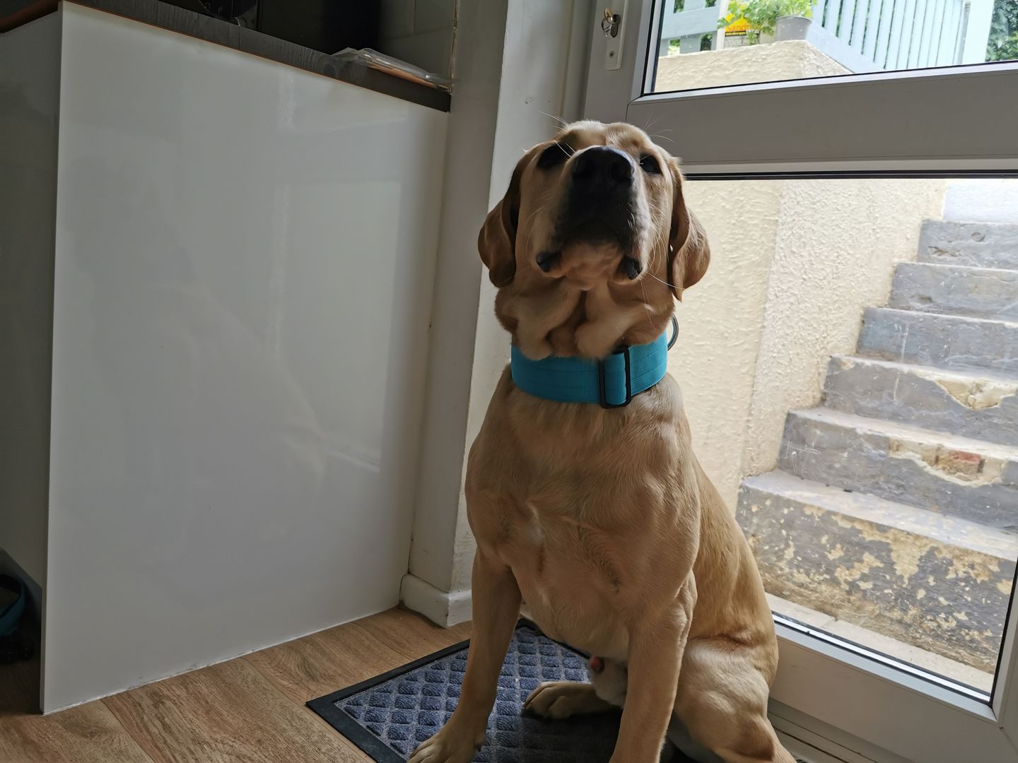 Customer photo review of 5cm Combat® Collar | Rated Clip - NO HANDLE - Light Blue v2.0
