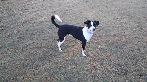 Customer photo review of BarkWise™ Complete