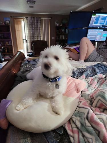 ultimate bark control reviews